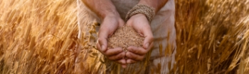 Cereal seeds in hands